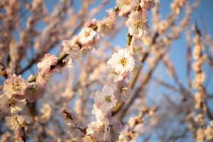 偕楽園　梅　2　230314 